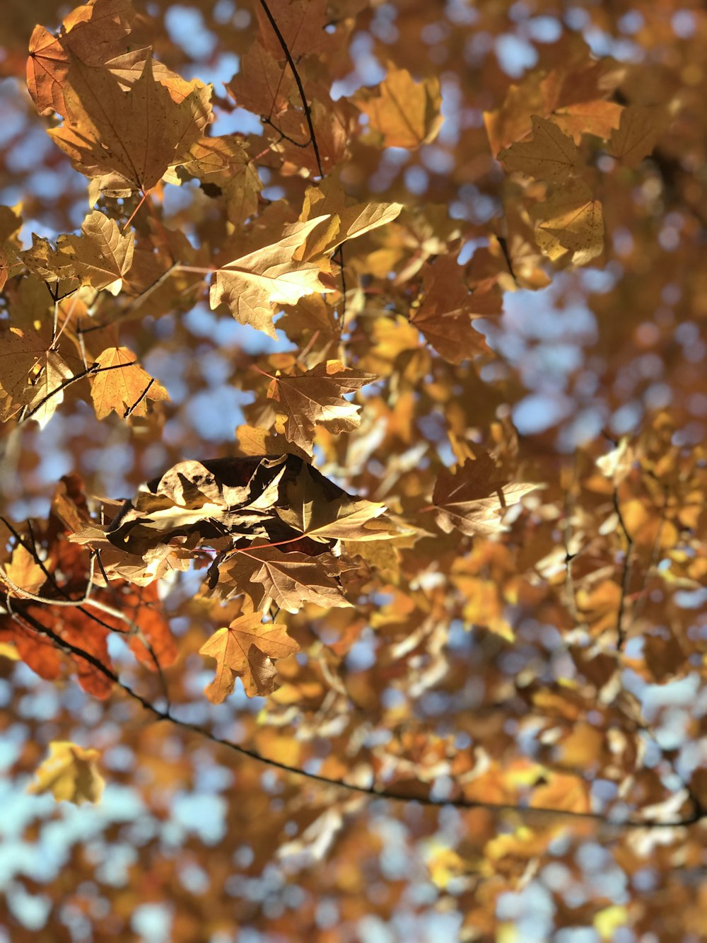 yellow leaf plant closeup photography