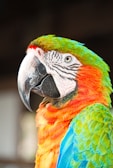 Close-up of a colorful parrot perched next to a pulguitrap device