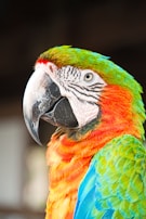 A close-up of a colorful parrot with striking feathers.