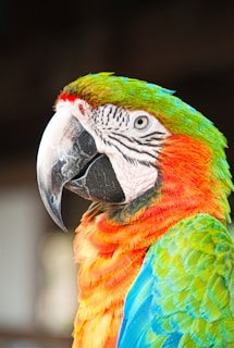 A close-up of a colorful parrot with striking feathers.