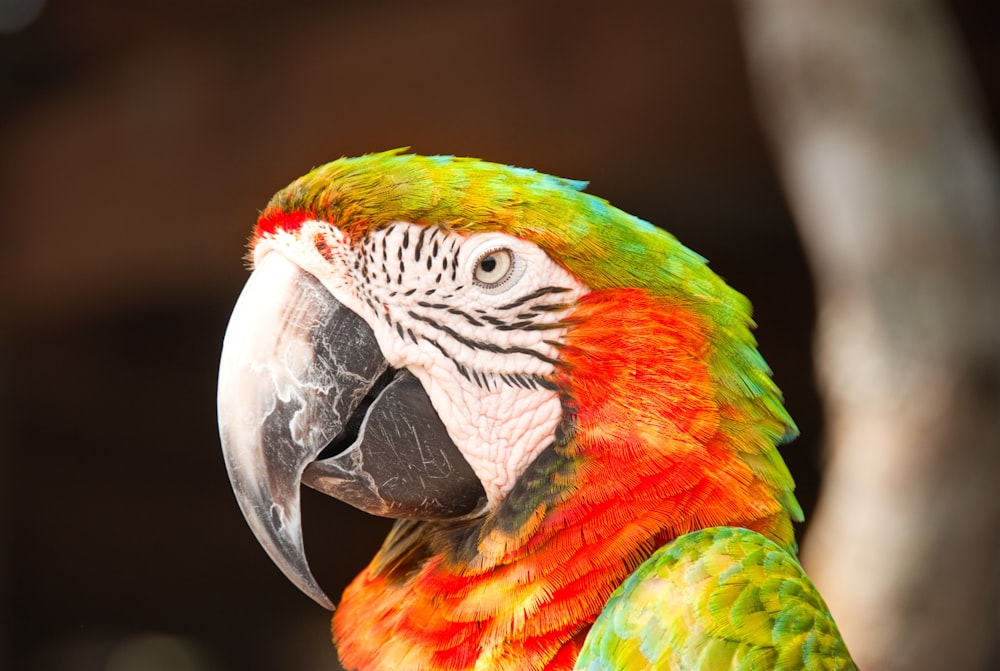 Foto macro del pájaro rojo y verde