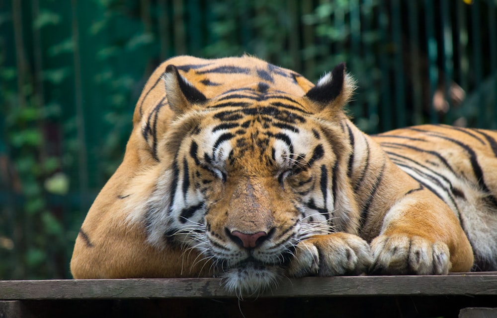 tigre su tavola di legno marrone