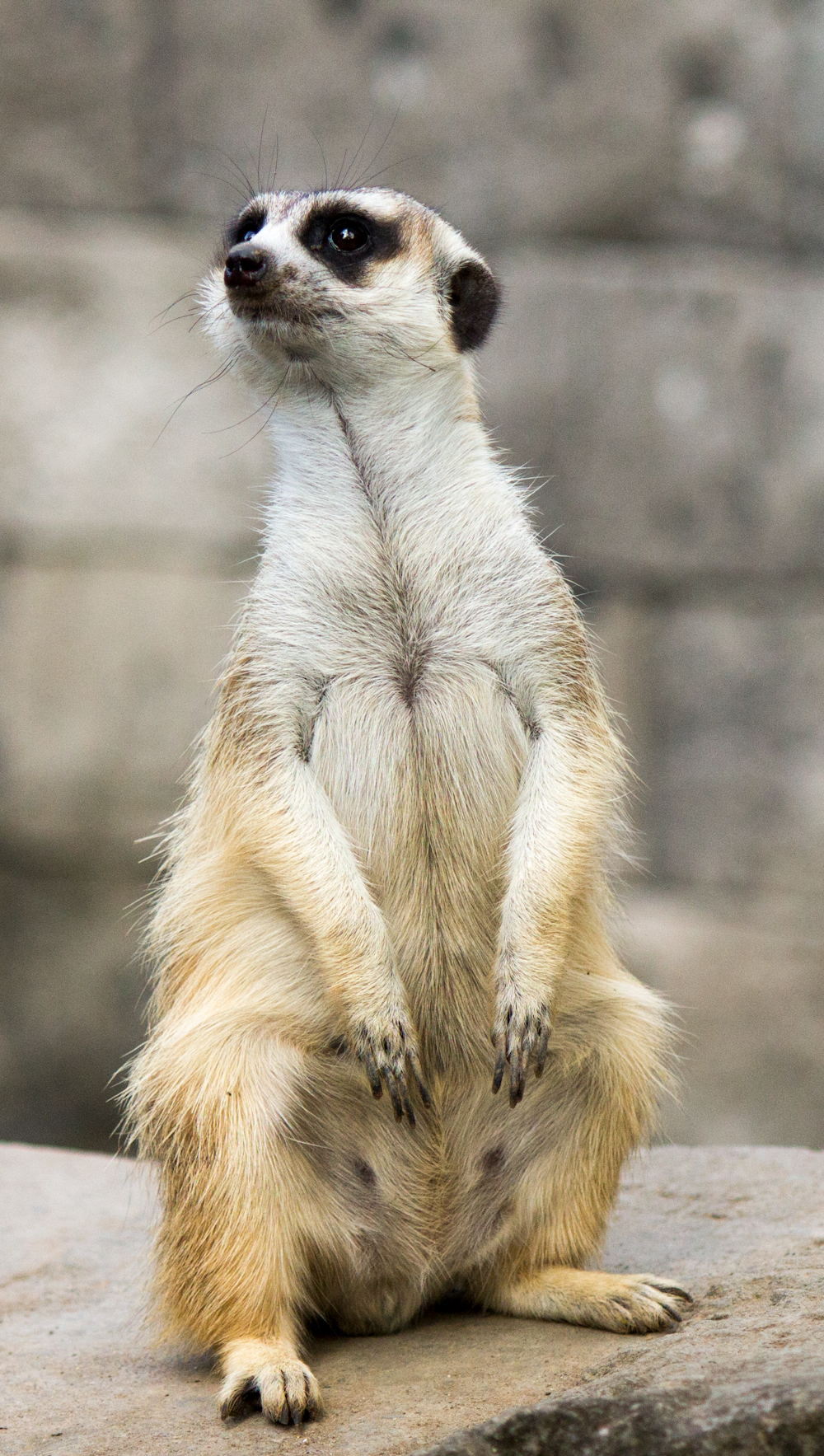 photo of meerkat