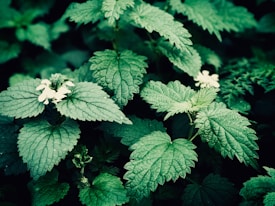 A lush cluster of green nettle leaves is interspersed with small white flowers, creating a dense, vibrant foliage. The leaves have a distinctive serrated edge and textured surface, contributing to the rich, natural aesthetic.