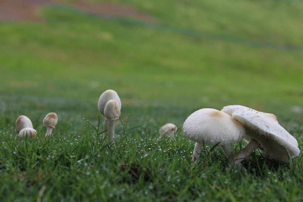 fotografia de foco raso de cogumelo branco