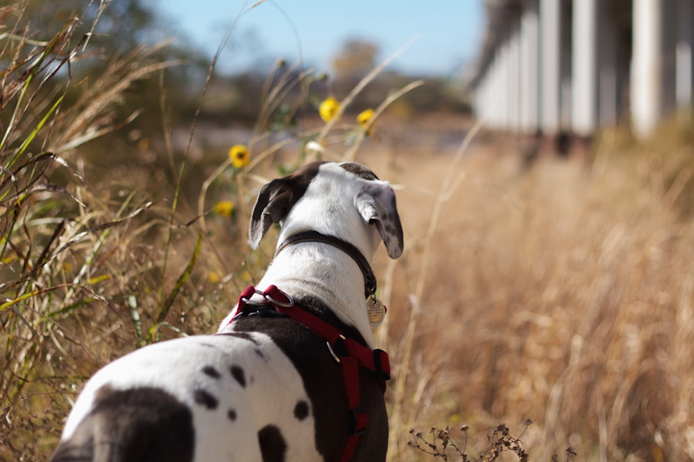 Cão preto e branco de pelo curto perto do campo de grama marrom