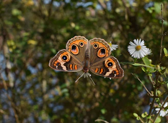 orange butterfly on flower