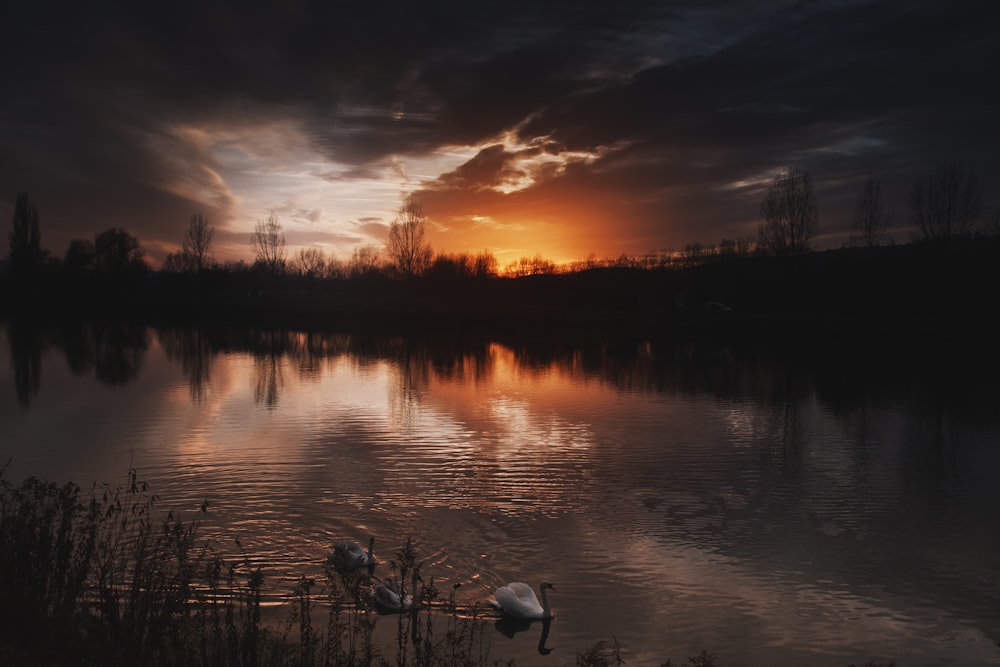 Drei Enten auf einem Gewässer mit Silhouette von Bäumen im Hintergrund während des Sonnenuntergangs