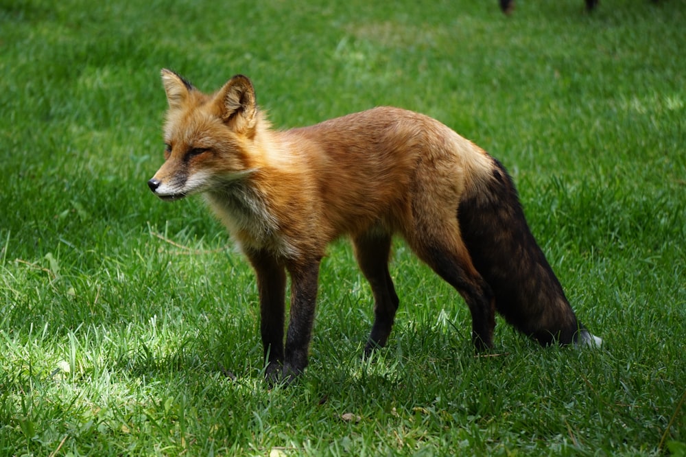 red and black fox on green grass