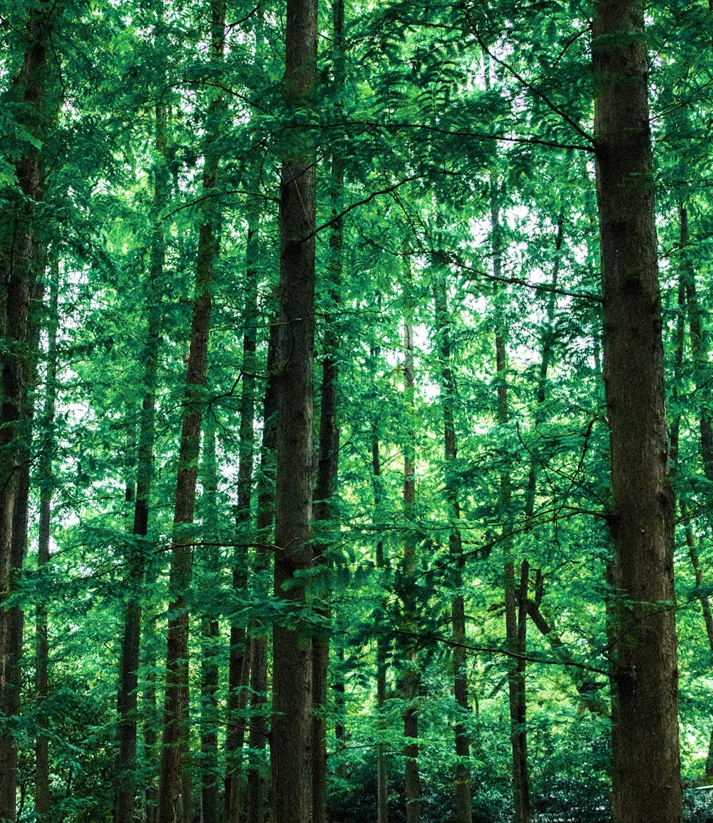 photo of green leafed trees