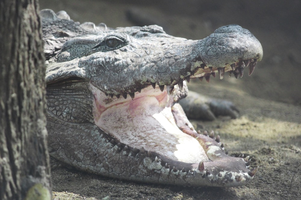 photo of crocodile near tree trunk