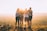 four person hands wrap around shoulders while looking at sunset