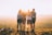four person hands wrap around shoulders while looking at sunset