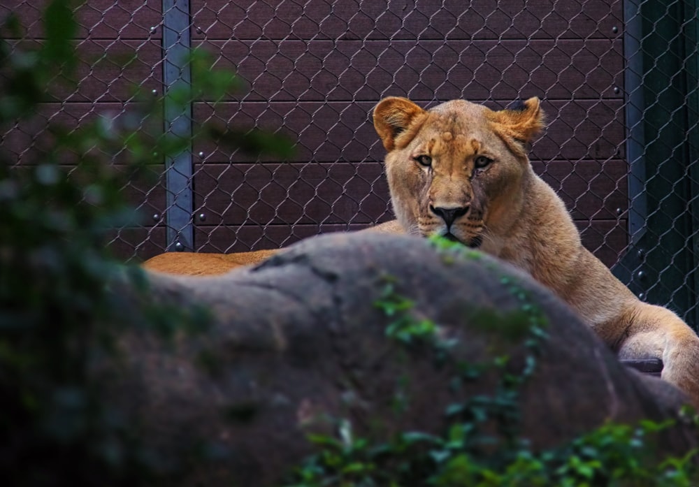 tiger inside cage