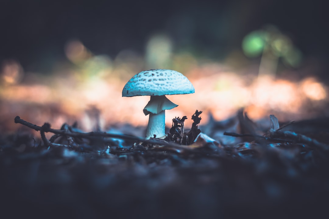 selective photography of white mushroom