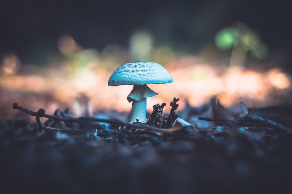 selective photography of white mushroom