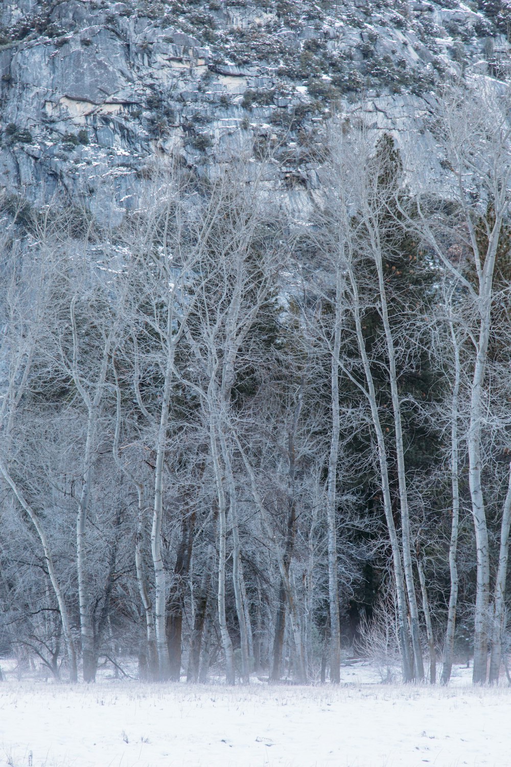 snow covered bare trees