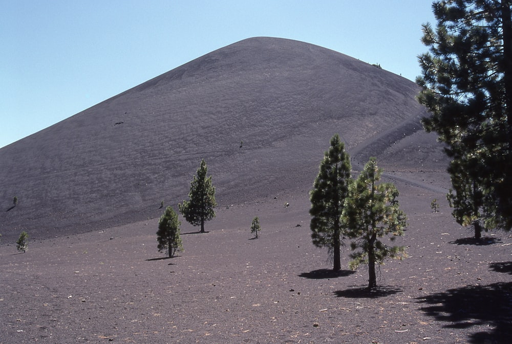 green trees in gray open field at daytime