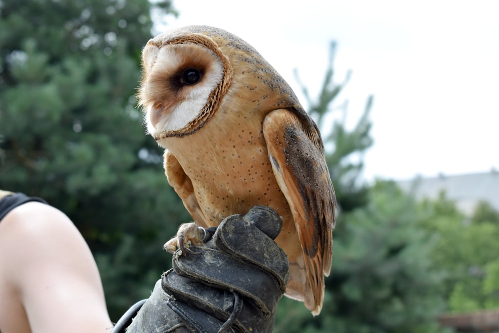 brown and white barn owl perched on person wearing leather gauntlet