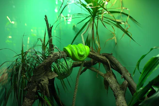 green leaf plant on a body of water digital art