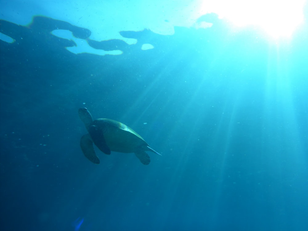 Fotografía de vista submarina de tortuga marrón