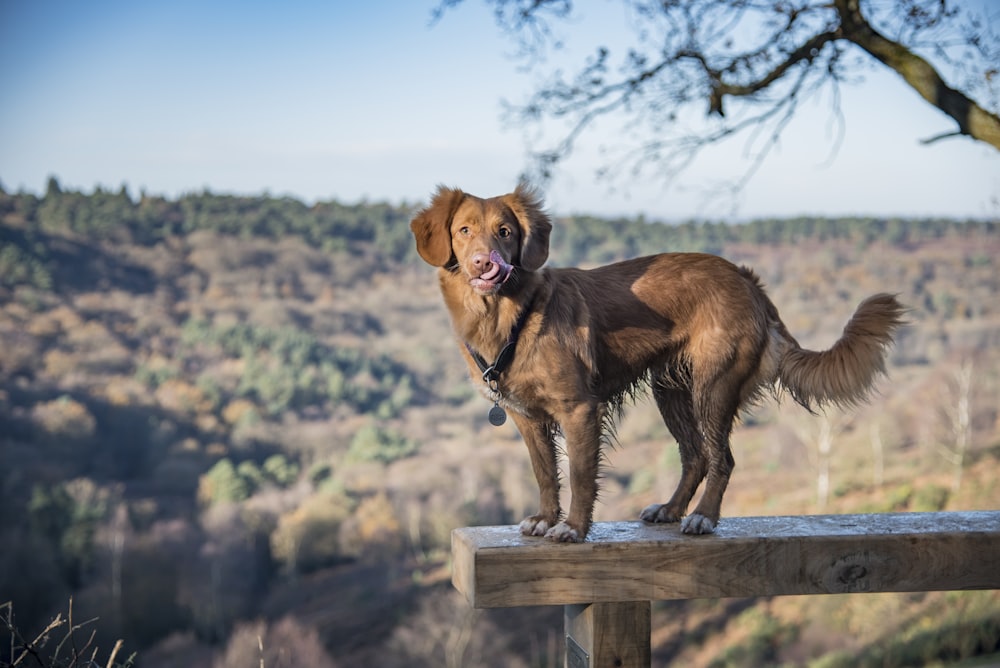 cane di cioccolato a pelo lungo in piedi su legname marrone