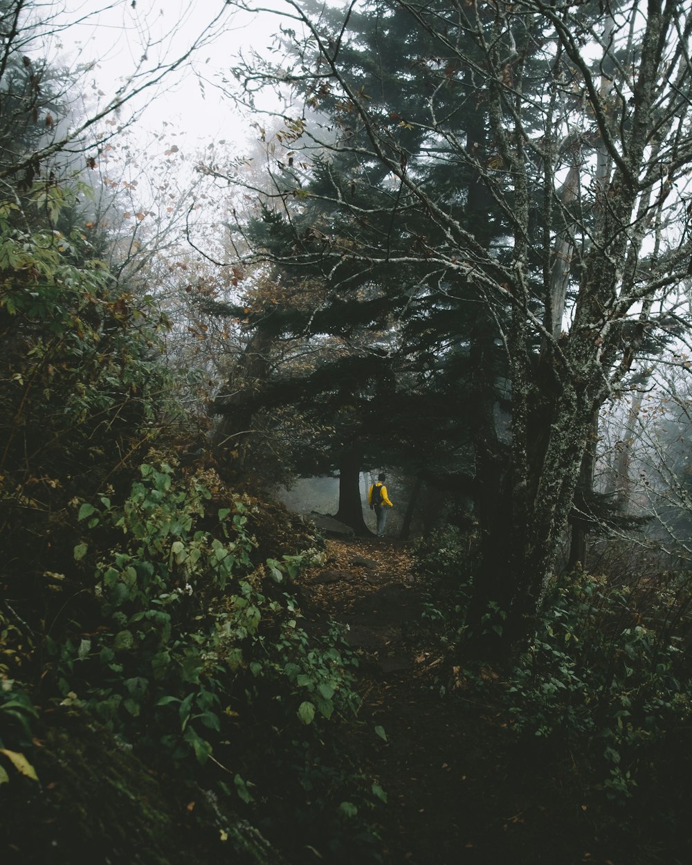 Persona de pie junto a un árbol alto durante el día