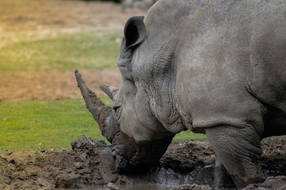 a rhino drinking water from a muddy puddle