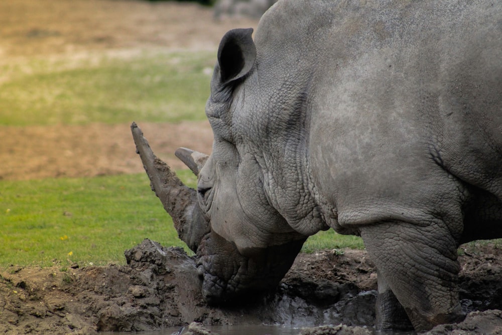 Un rhinocéros buvant de l’eau d’une flaque boueuse