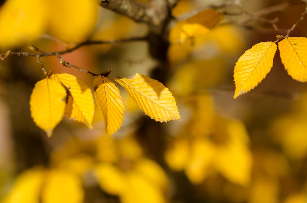 fotografia em closeup de folhas marrons