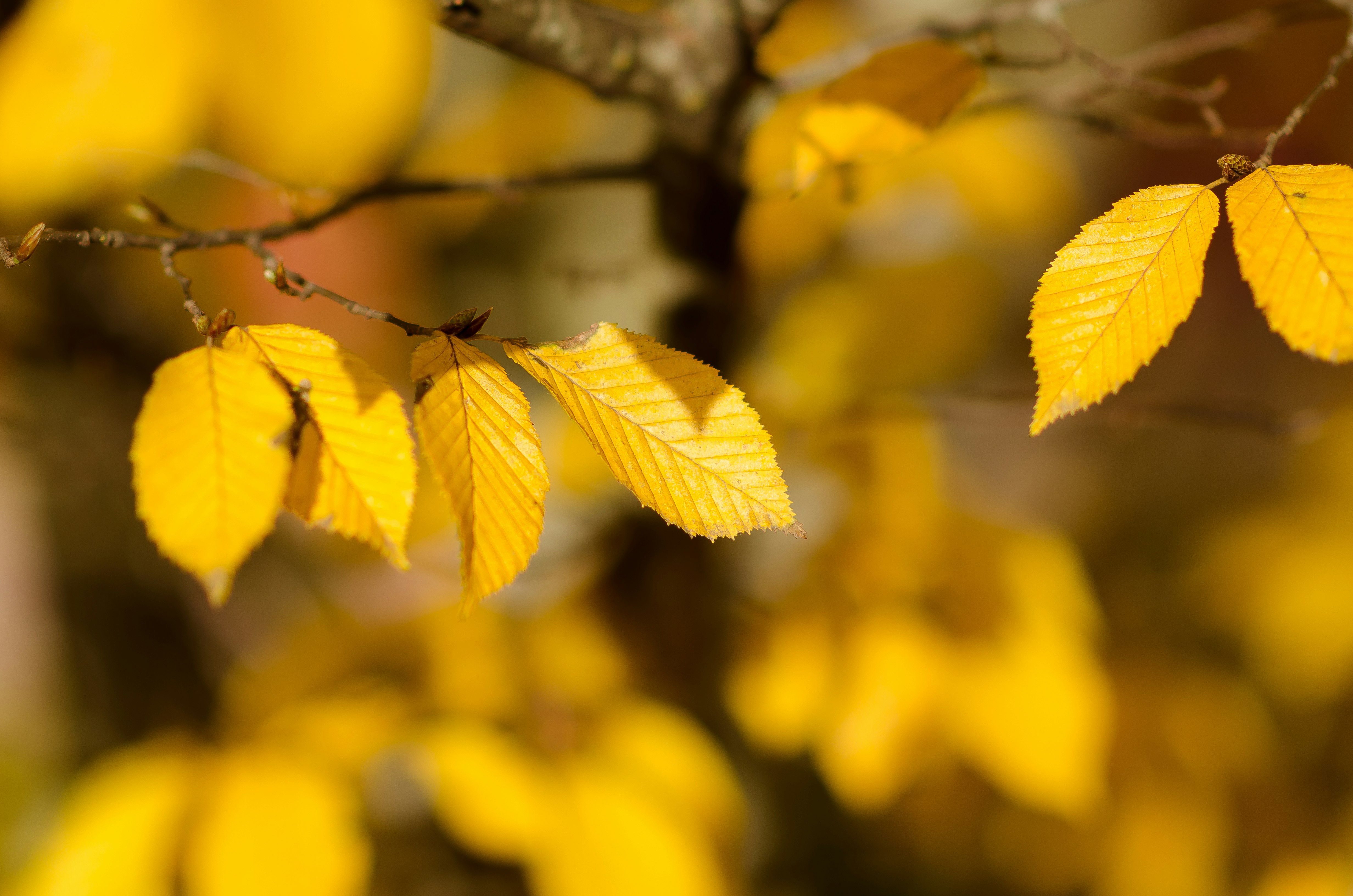 closeup photography of brown leaves