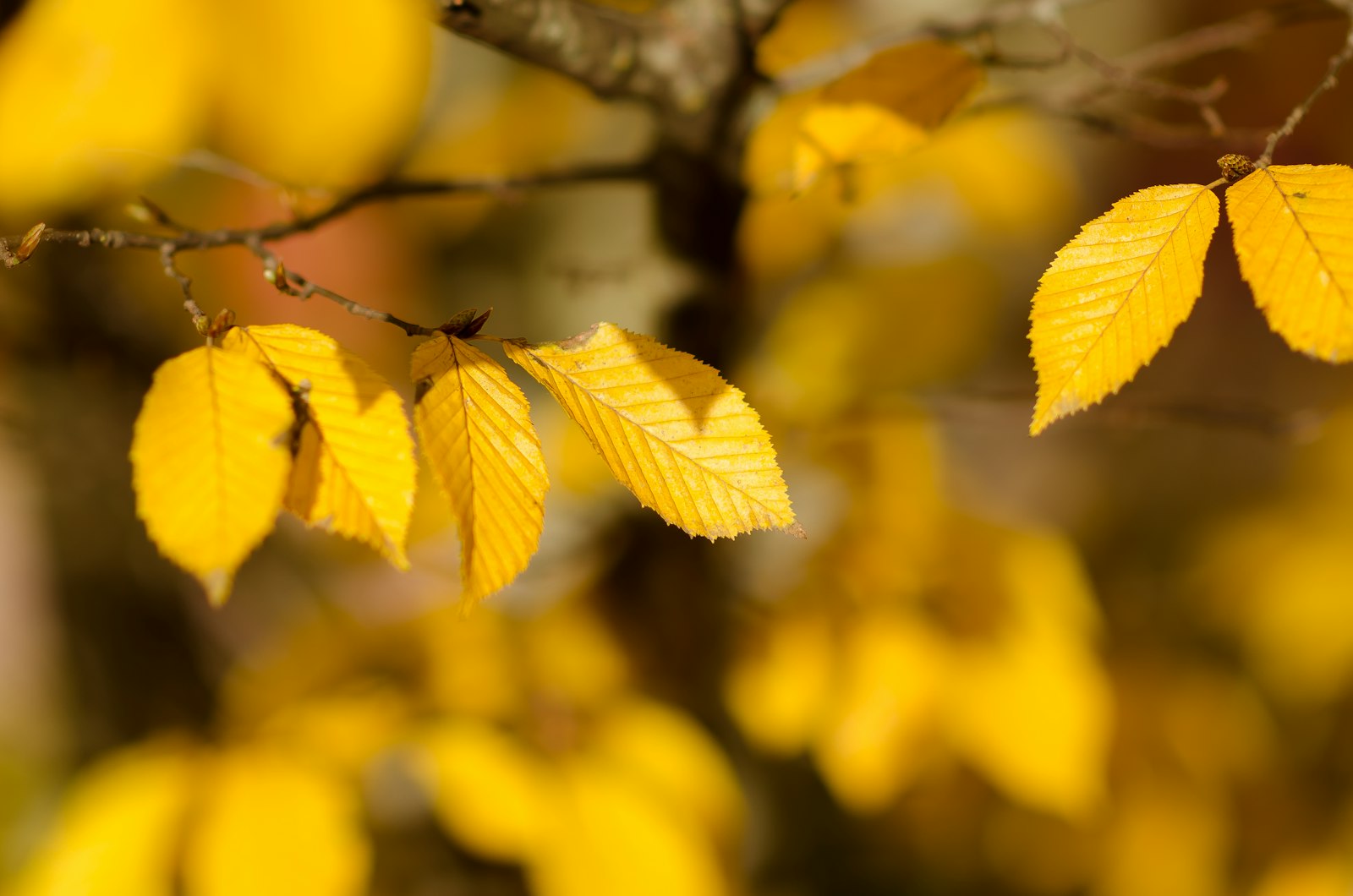 Nikon AF-S Nikkor 85mm F1.4G sample photo. Closeup photography of brown photography