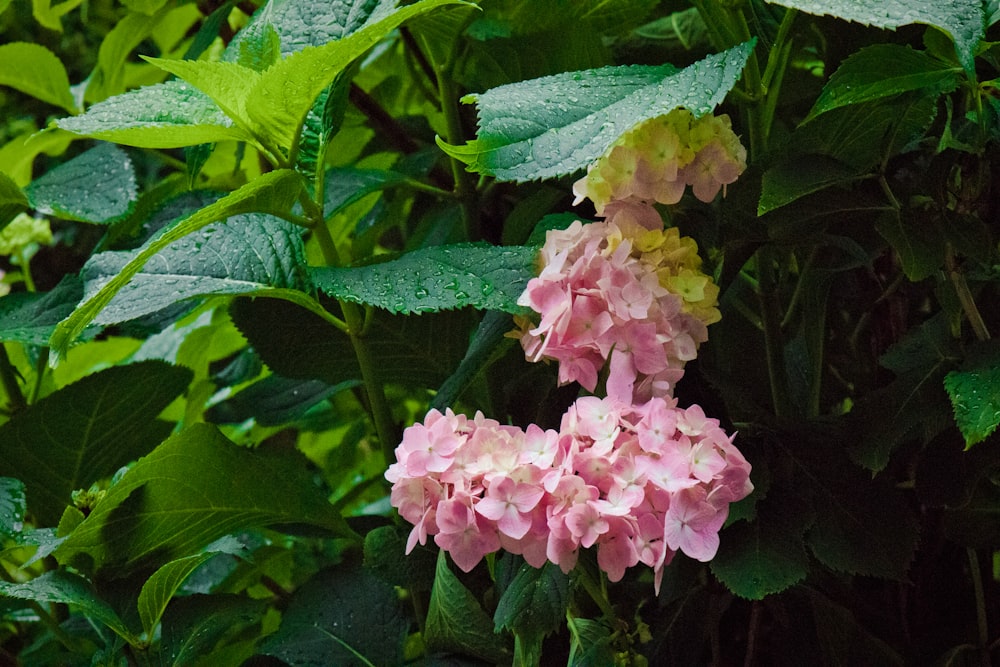 pink flower with green leaves