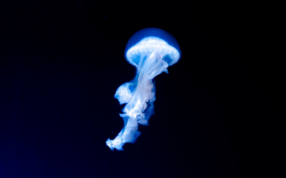 blue jellyfish