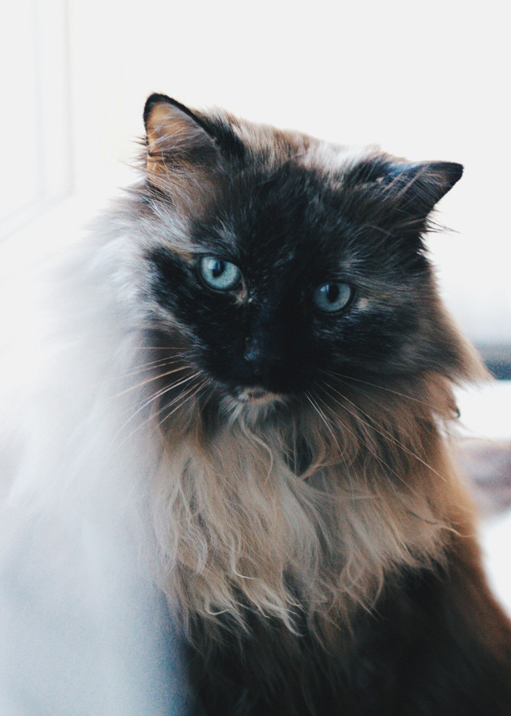 Siamese cat standing inside room