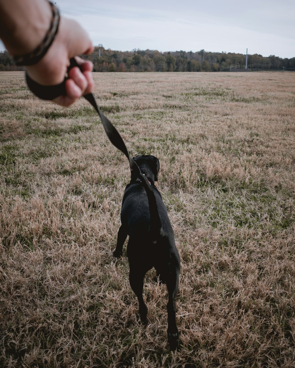 personne tenant une sangle de chien noire