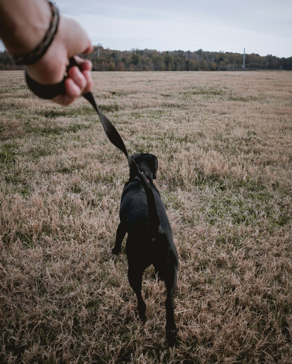 Persona que sostiene una correa negra para perros