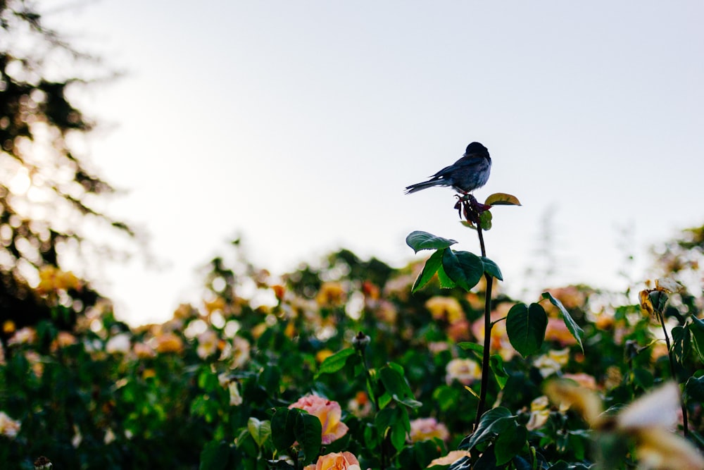 葉のついた植物にとまる鳥