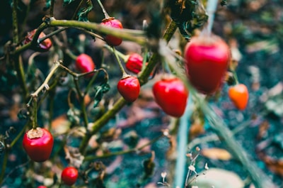 Farmers harvesting bright red peppers in the warm afternoon light.