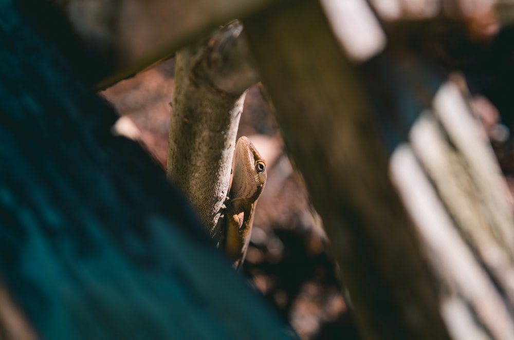 photo of brown gecko on tree brunch