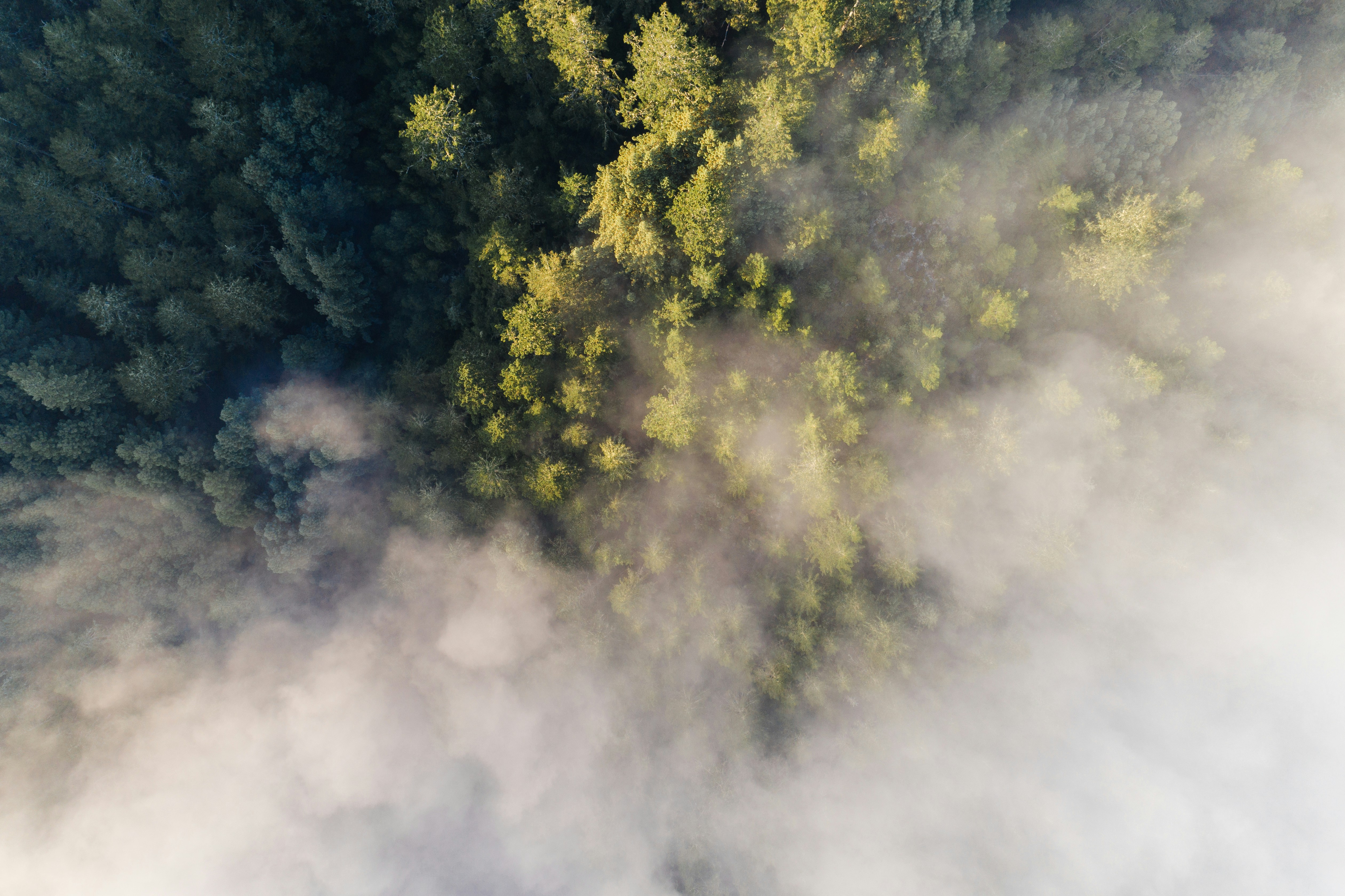 birds eye view of tall green leafed trees