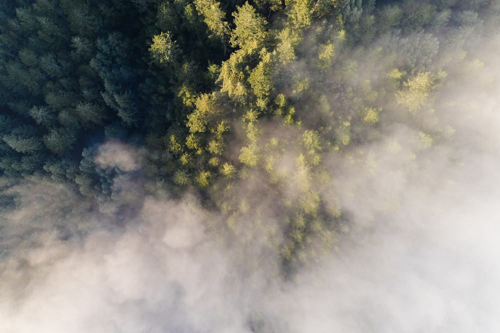 birds eye view of tall green leafed trees