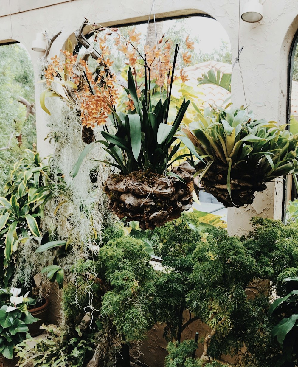 Plantes de cactus vertes sur des pots en argile brune