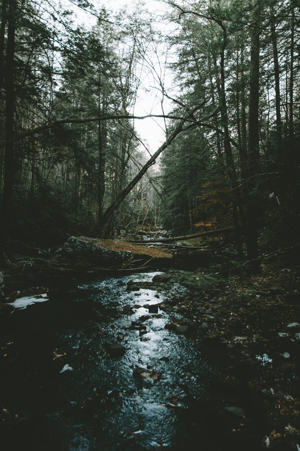 stream between tall tress