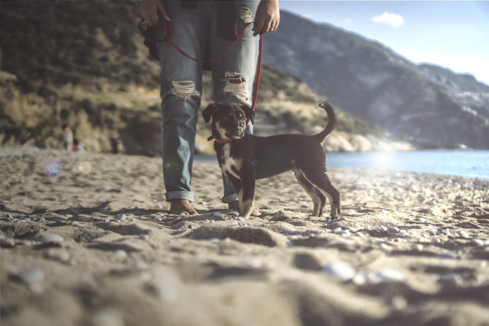 black and tan dog on seashore