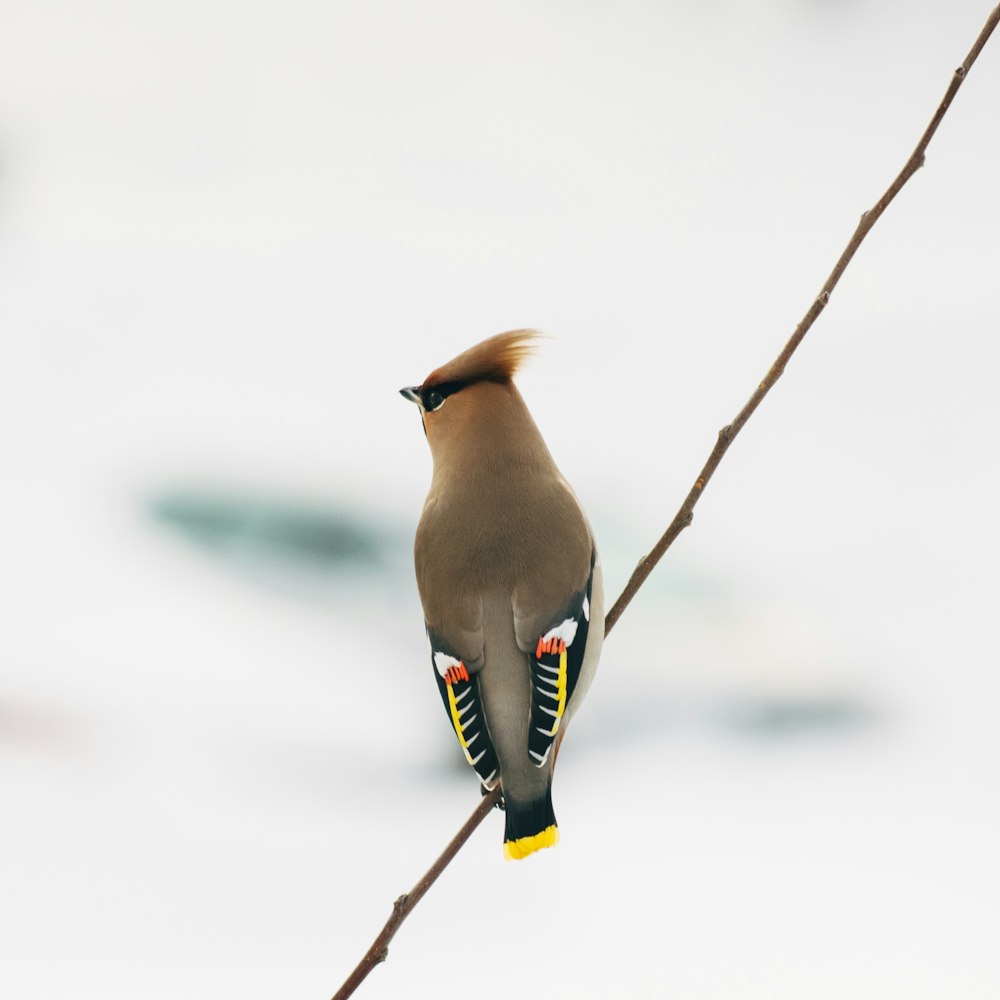gray and multicolored bird perched on twig