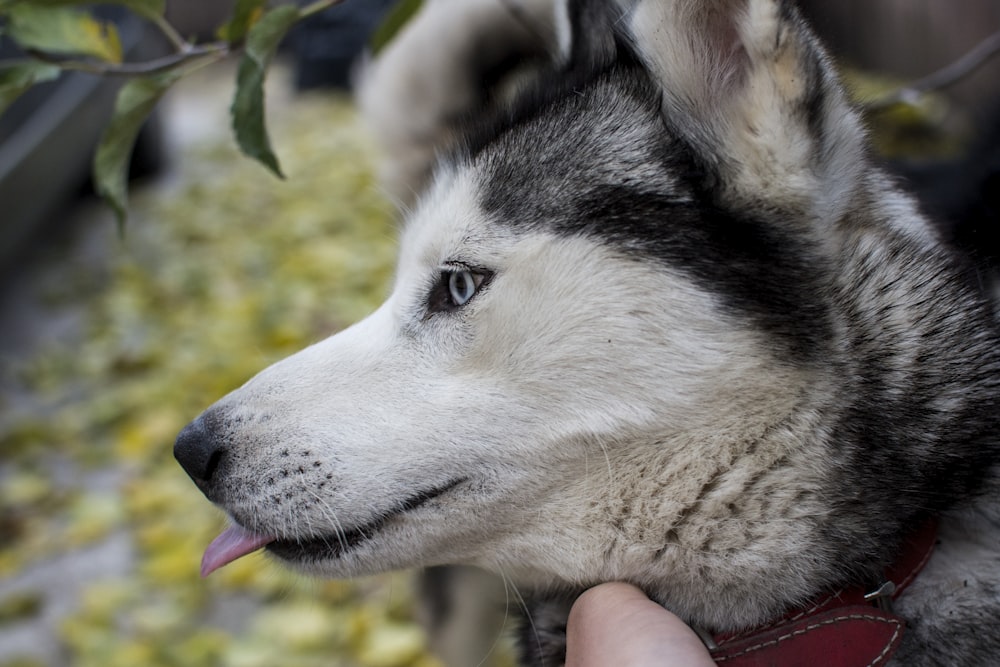 adult black Siberian husky