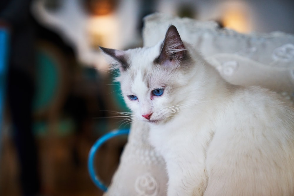 selective focus photography of cat leaning on white pillow