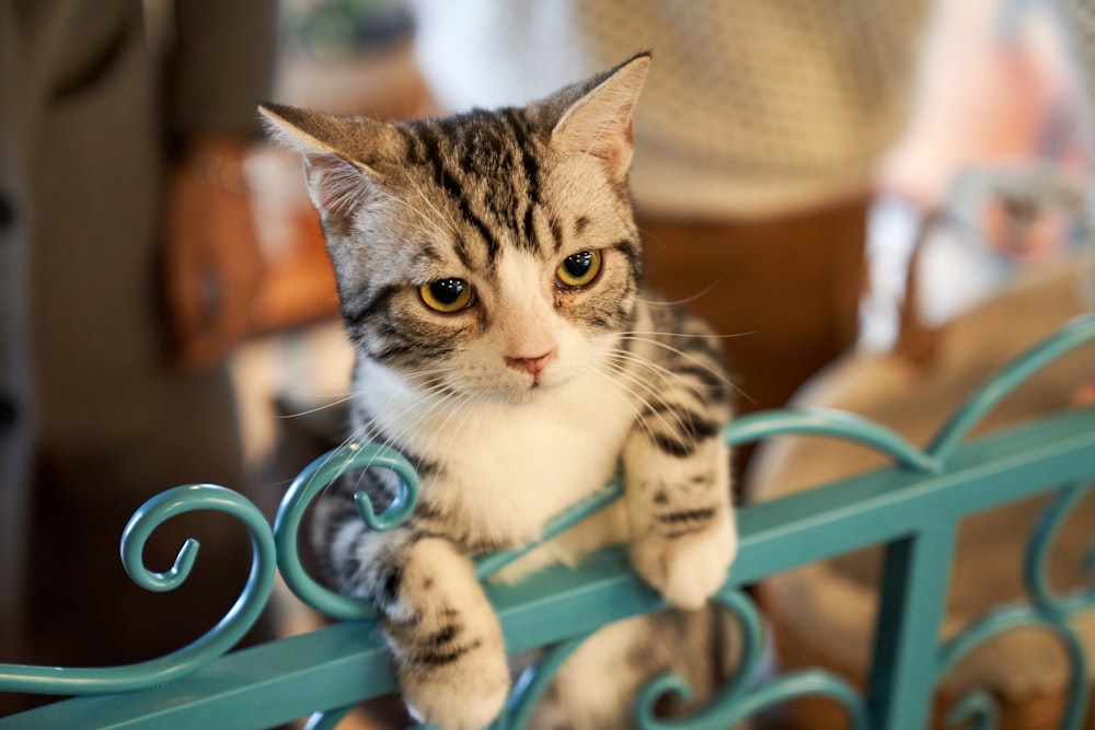 gato atigrado marrón en puerta metálica verde azulado