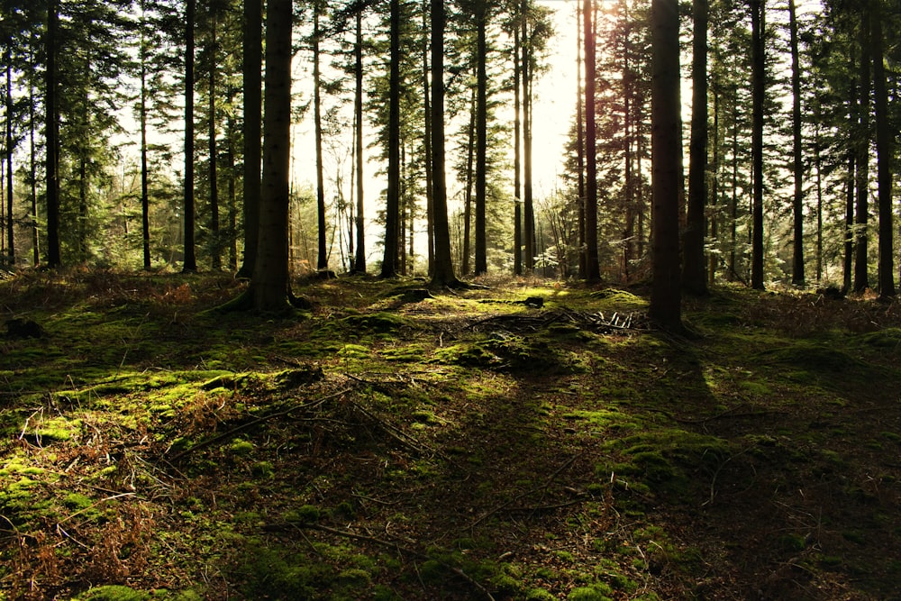 sunlight passing through trees